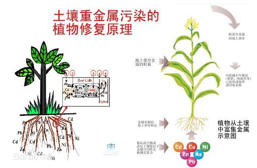 土壤修复的定义